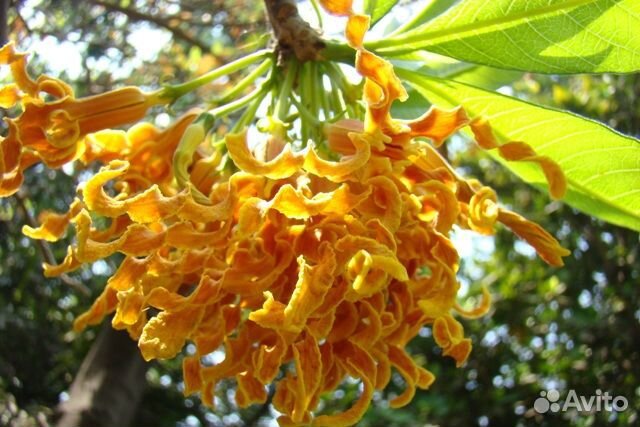 Османтус Строфантус Трахелоспермум Цеструм Телосма