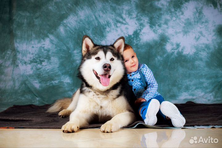 Аренда собаки для фотосессии