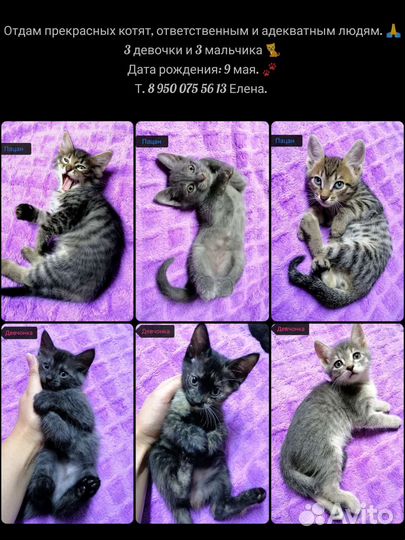 Отдам котят