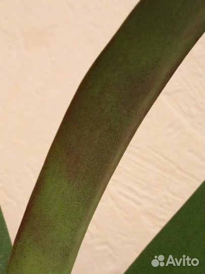 Орхидея фаленопсис