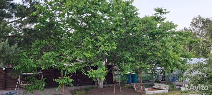 Саженцы маньчжурского ореха