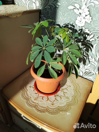 Домашние растения