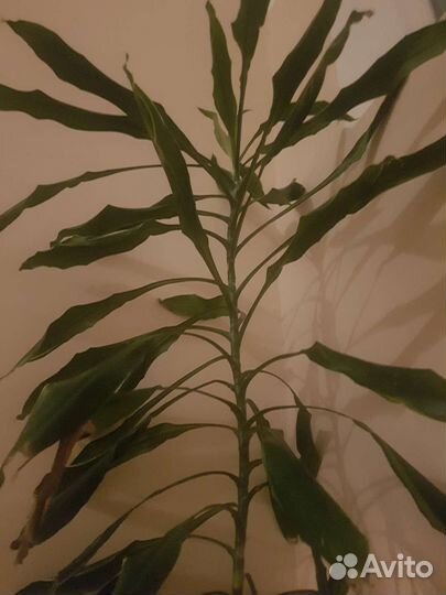 Драцена душистая большая от 1,6 м