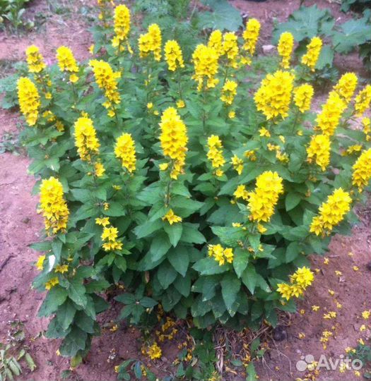 Вербейник,василек,ромашка