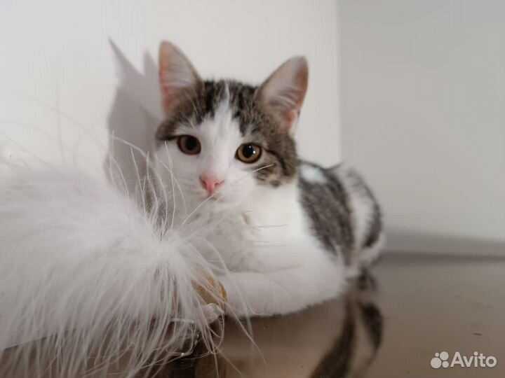 Котенок девочка в поисках дома