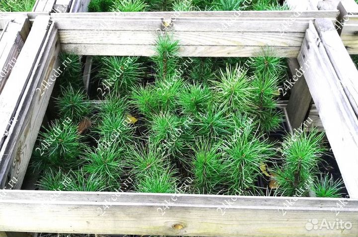 Саженцы кедра