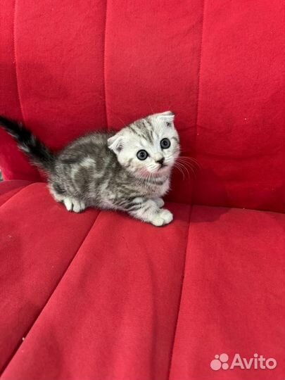 Шотландские вислоухие котята