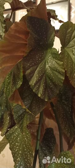 Бегония макулата