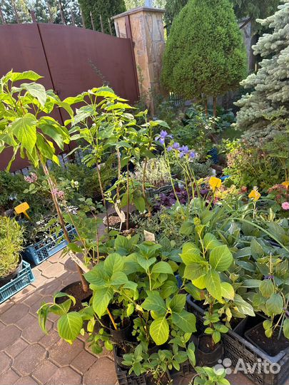 Многолетние цветы и кустарники