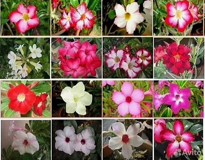 Набор Суккулентов 10 адениумов микс