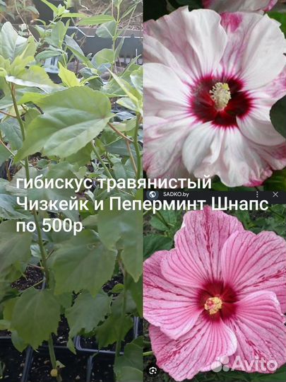 Саженцы декоративных деревьев