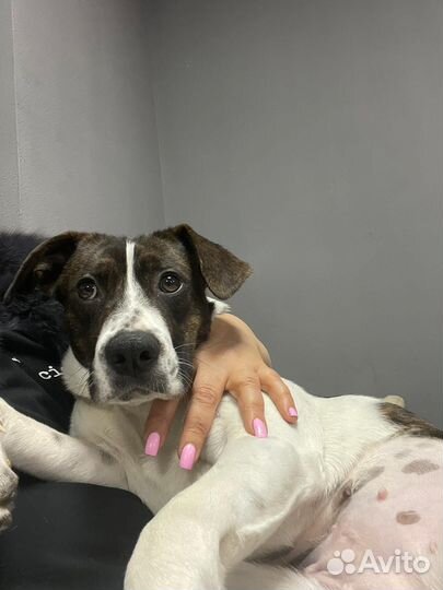 Собака в добрые руки