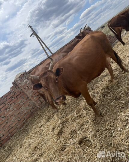 Коровы бычками продаеться парой