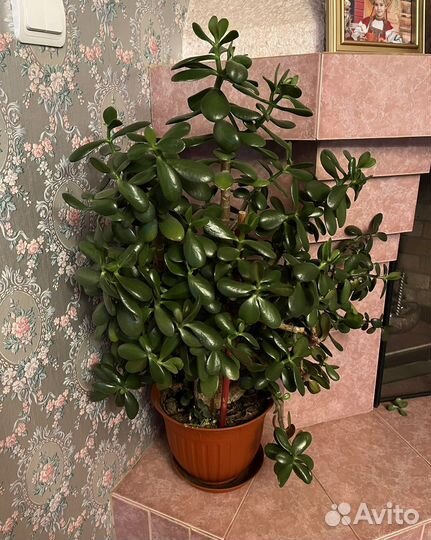 Толстянка денежное дерево