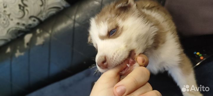 Щенки сибирской хаски