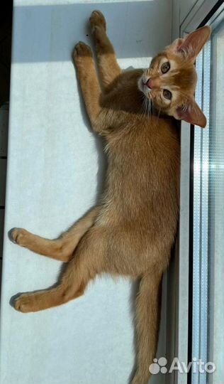 Абиссинская девочка сорель