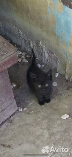 Очаровательные котята ищут дом