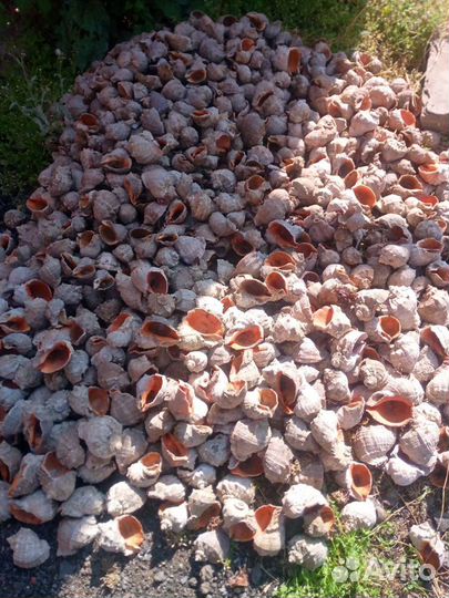 Ракушки рапана