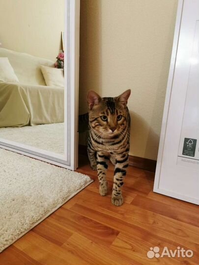 Бенгальский кот вязка