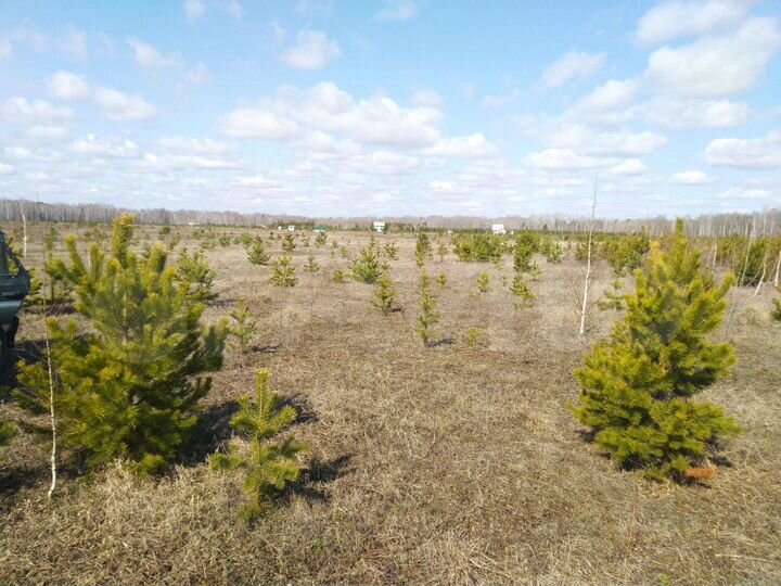 Участок 24 га (СНТ, ДНП)