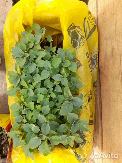 Дурман (датура)