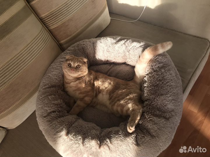 Шотландский кот вязка