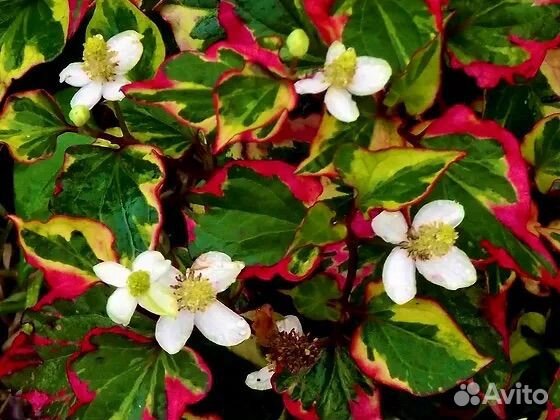 Хауттюйния сердцевидная Хамелеон