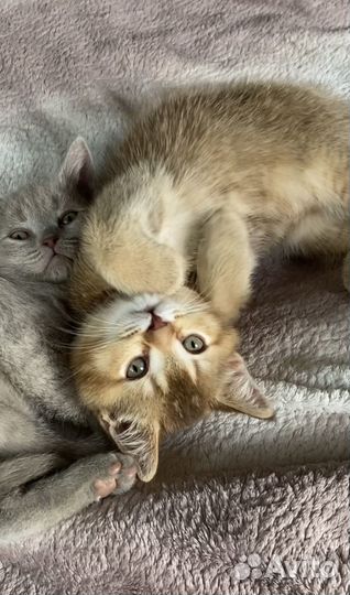 Шотландские котята окрас лиловый и шиншилла