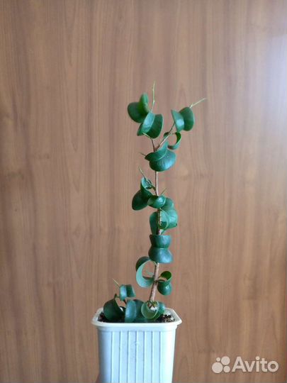 Фикус Барок