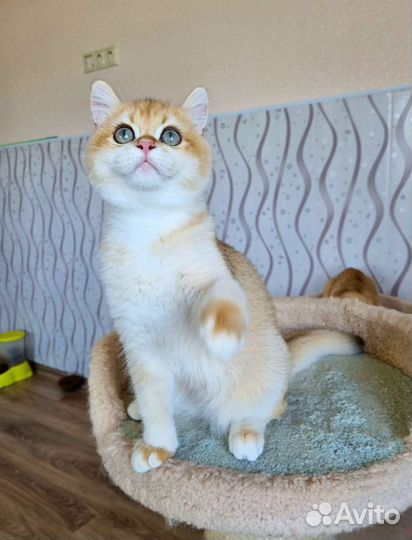 Золотой малыш