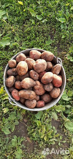 Картофель крупный