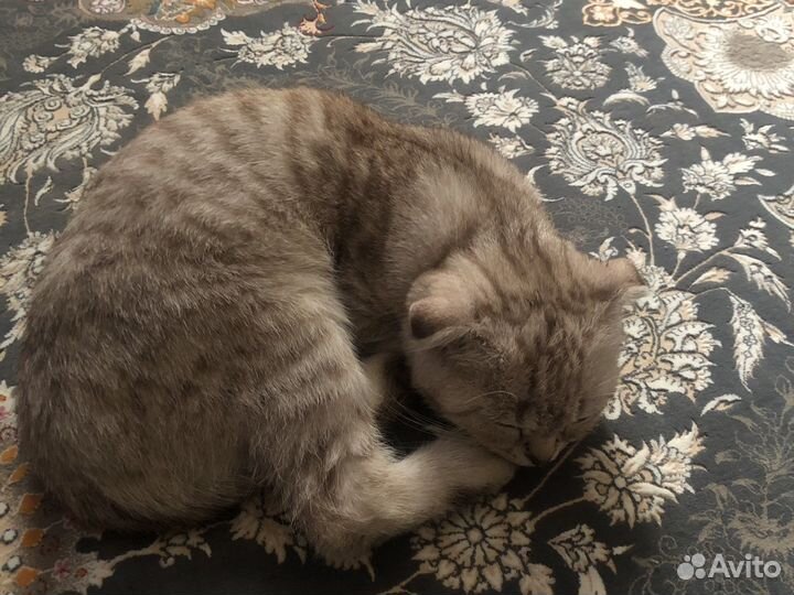 Отдам котенка в добрые руки