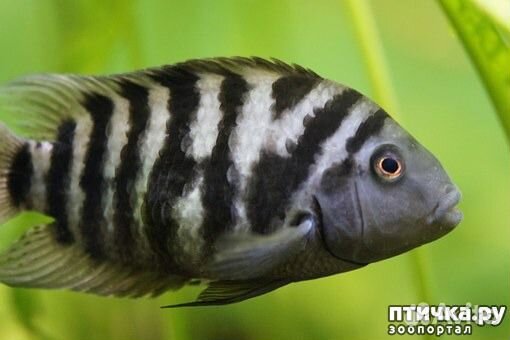 Рыбки Циклиды
