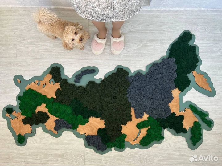 Сеянцы саженцы сосна и ель (окс,зкс)