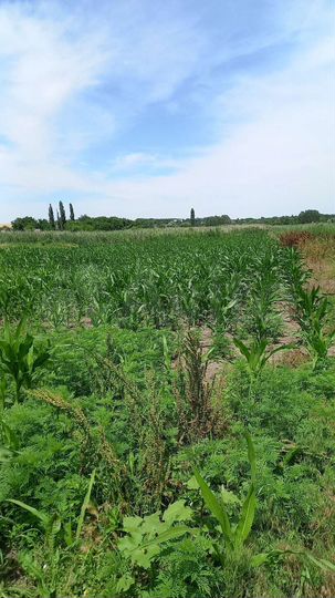 Дом 53,7 м² на участке 25 сот.