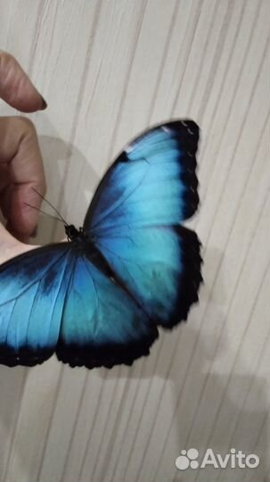 Живые бабочки