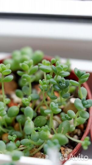 Суккуленты ч. 2