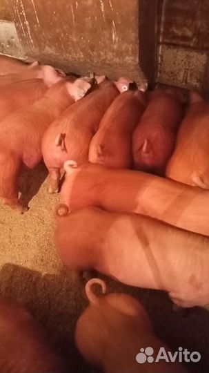 Продам поросят Дюрок 2,5 месяца