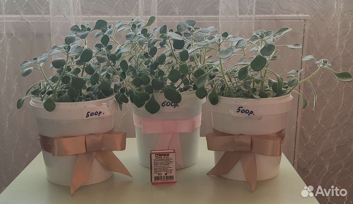 Суккуленты аихризон, аихризион вариагатный