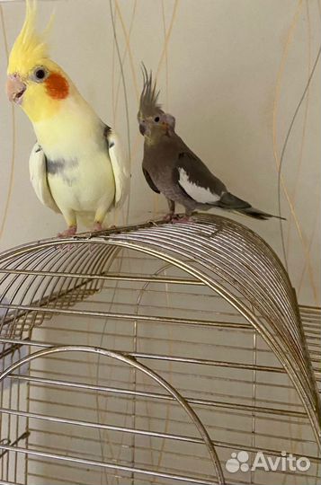 Попугай неразлучники с клеткой