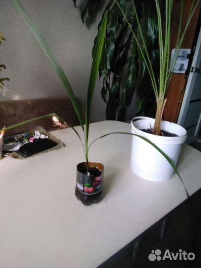 Пальмы,семена пальм