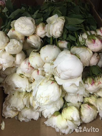 Пионы оптом