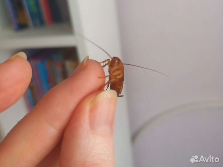 Туркменские тараканы