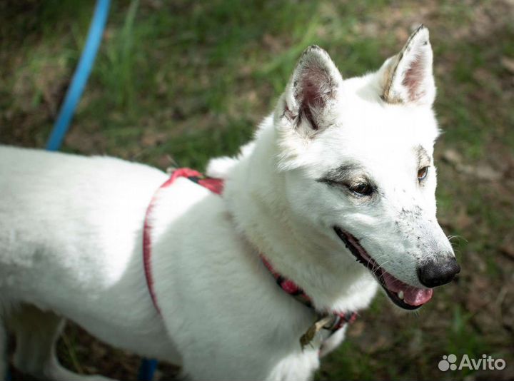 Молодая собака в поисках дома