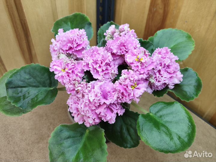 Сортовые фиалки