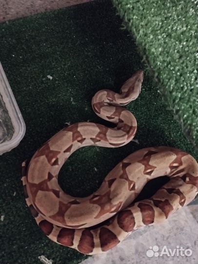 Императорский удав