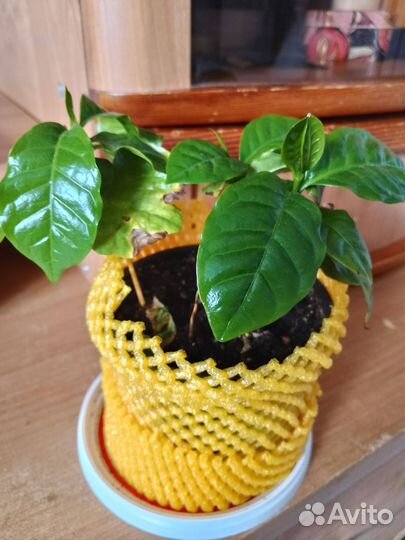 Арабика кофе