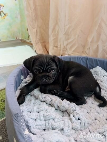 Продам Щенка Мопса