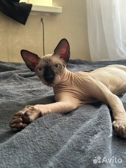 Канадский сфинкс