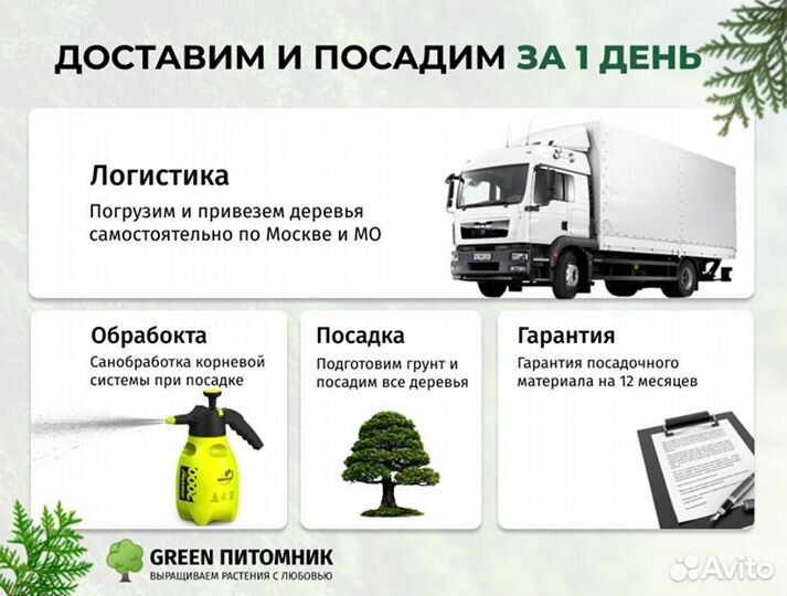 Деревья крупномеры